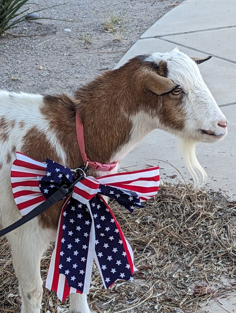 Pet Mayoral Election Corrales Harvest Festival